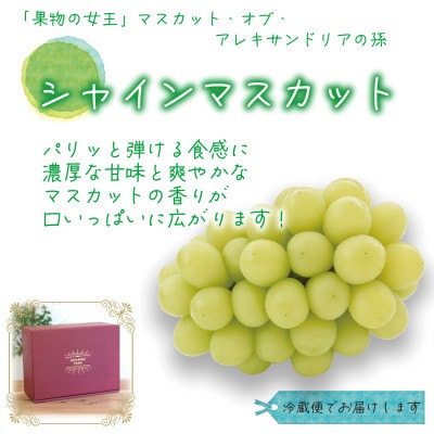 岡山　花笑み農園の『食べ比べ4種セット』シャイン入り(4房)贈答用　4M-2上【9月中旬～順次発送】【配送不可地域：離島・北海道・沖縄県】