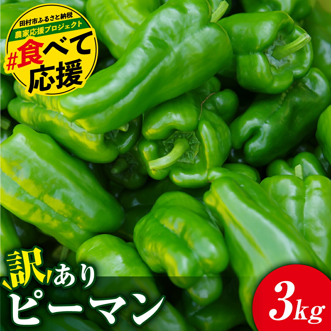 【ふるさと納税】 ＼先行予約 2025年発送／ 【訳あり】 ピーマン 3kg 農家直送 野菜 新鮮 BBQ 焼肉 国産 おすすめ 送料無料 緊急支援品 生活応援 コロナ支援 福島県 田村市 新田ファーム