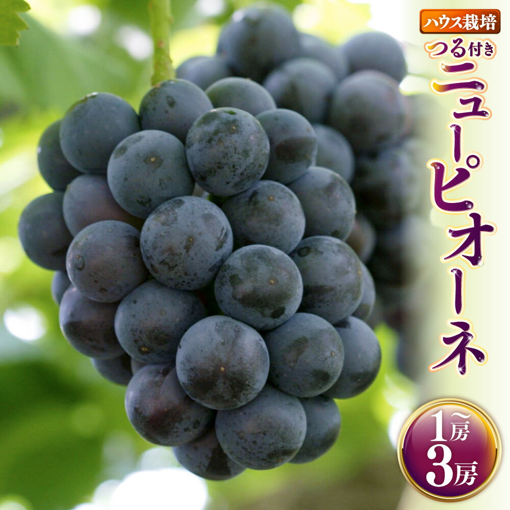 【ふるさと納税】＜選べる内容量＞つる付きニューピオーネ ハウス栽培 1房（680g以上） / 2房（1房540g以上） / 3房（1房540g以上） ぶどう ブドウ 葡萄 フルーツ くだもの 果物 果実 デザート 冷蔵 岡山県産 国産 送料無料 【2026年7月上旬～8月下旬発送予定】