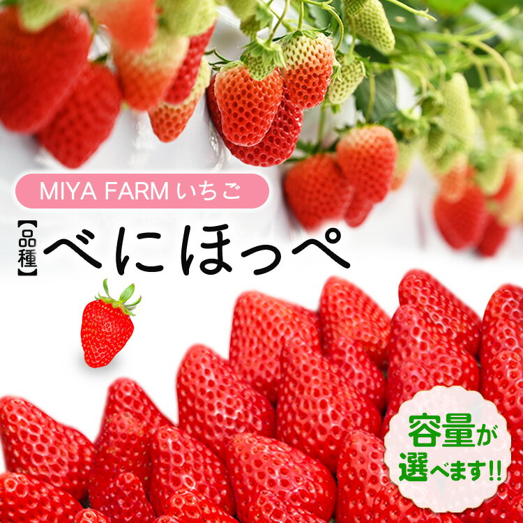 【ふるさと納税】＼選べる内容量／【先行予約】MIYA FARM いちご（品種：べにほっぺ） 2パック合計24粒・4パック合計48粒 ※北海道・沖縄・離島への配送不可 ※2027年1月中旬～5月下旬頃に順次発送予定