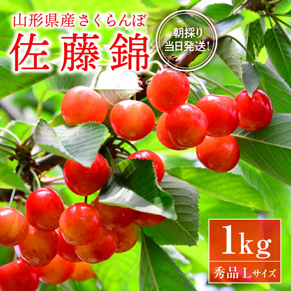 【ふるさと納税】※2025年発送※【令和7年産】朝採り＆当日出荷！イチ押し農家さんの朝採りさくらんぼ「佐藤錦」秀品 1kg（500g×2パック）バラ詰め 山形県河北町産【河北町観光物産協会】サクランボ フルーツ 果物 くだもの 送料無料