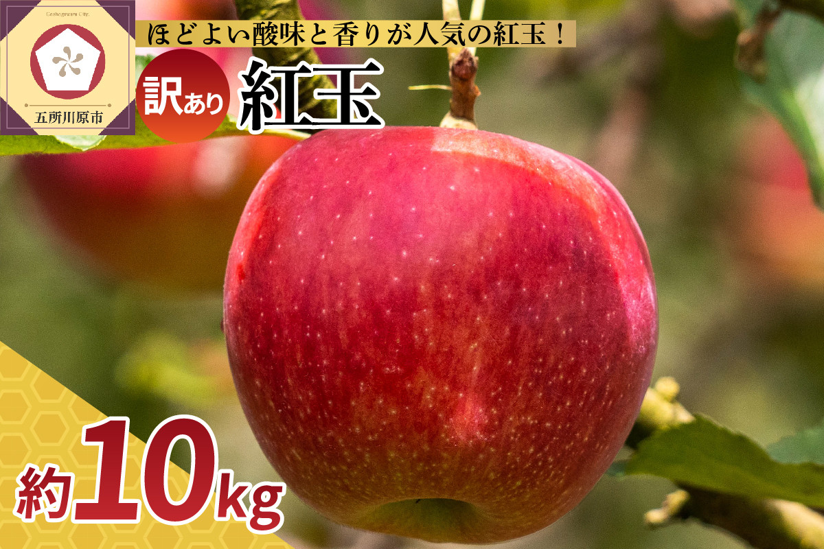 
【選べる配送時期】【訳あり】 りんご 10kg 紅玉 アップルパイ に最適 青森 不揃い
