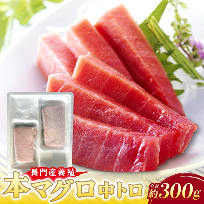 【ふるさと納税】長門産養殖本マグロ 中トロ柵 300g 【マグロ 刺身 さく まぐろ 柵 冷凍 中トロ 鮪 山口県 長門市 油谷産 希少 養殖 脂乗り抜群 とろける ギフト 贈答】