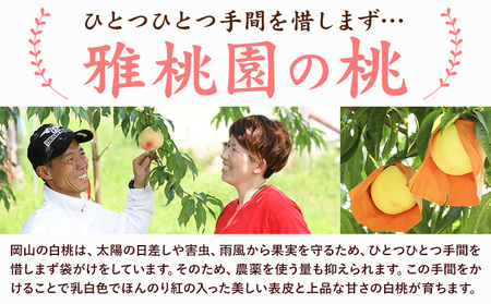 【2026年先行予約】ご家庭用 旬の桃 約1.2kg ( 4~6玉前後 ) 株式会社創・和(雅桃園) 《2026年7月上旬-8月上旬頃出荷》岡山県 浅口市 桃 もも フルーツ 果物 青果 旬 白桃 わ