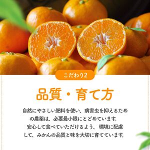 早生 有田みかん10kg (大玉）2L～ ※2026年11月～2027年1月中旬順に順次発送予定 【tkn004-wr-l-10-12】
