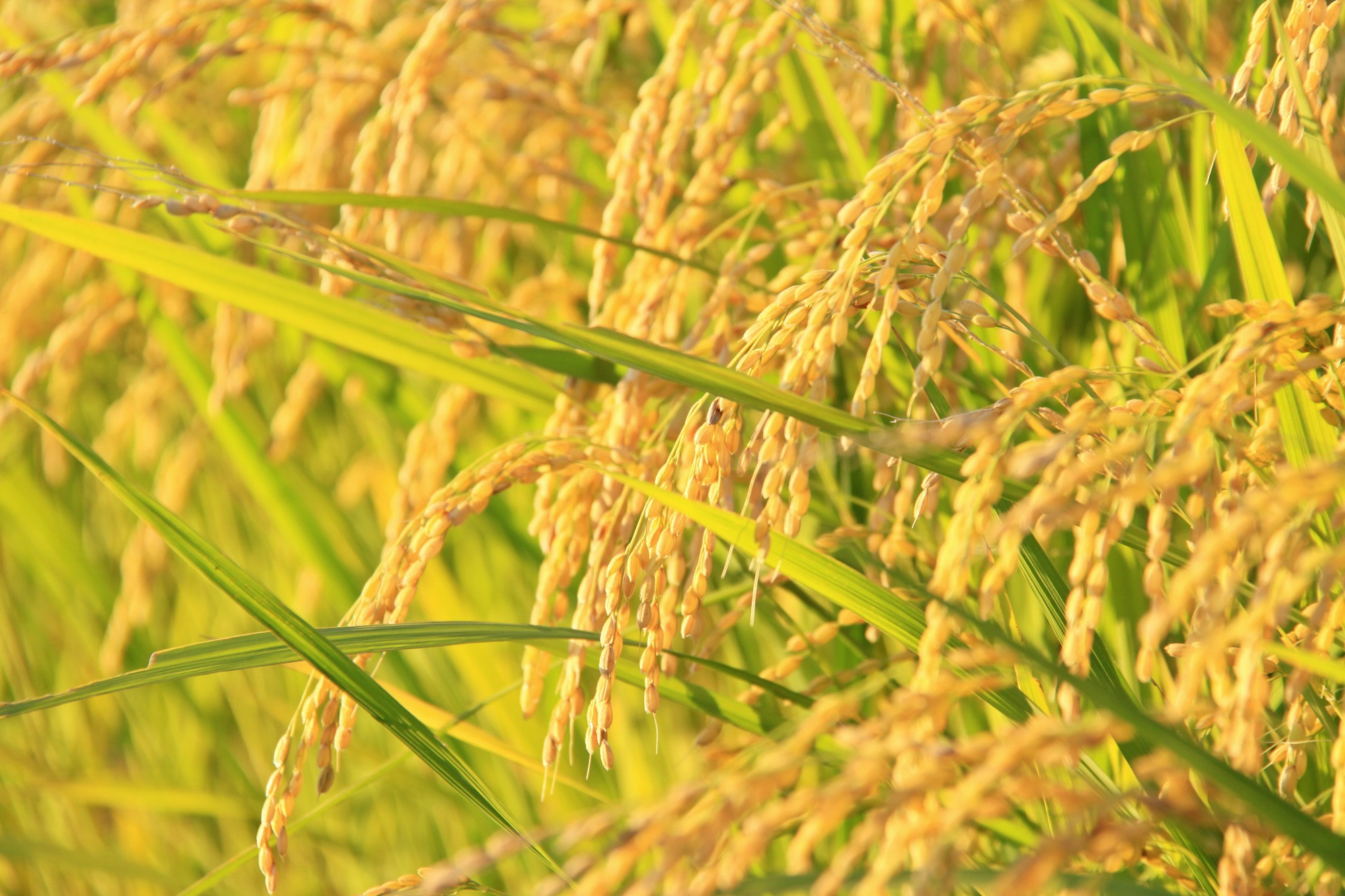 【令和７年産米 先行予約】雪若丸10kg(5kg×2袋)　おぐにのこめ