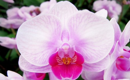 花鉢 ミディ 胡蝶蘭 2本立て ピンク 鉢植え お花 ガーデニング ランラン 植物 ギフト コチョウラン 贈り物 お祝い ピンク 開店祝い [4565486]