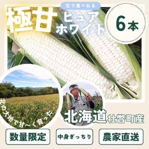 ＜2024年8月下旬よりお届け＞【朝採り】北海道壮瞥町産　ホワイトコーン「ピュアホワイト」Lサイズ以上6本（約2.5kg）【 ふるさと納税 人気 おすすめ ランキング ホワイトコーン ピュアホワイト 