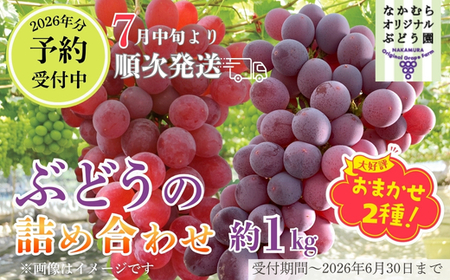 【2026年先行予約】ぶどう詰め合わせ ここにしかないオリジナル品種 おまかせ詰め合わせ２種 約1kg 中村オリジナルぶどう園 ※発送前のご連絡についてご注意ください 希少 オリジナル品種 おまかせ ぶどう 葡萄 ブドウ グレープ フルーツ 果物 くだもの 果汁 こだわり 大阪 河内長野 長野 厳選