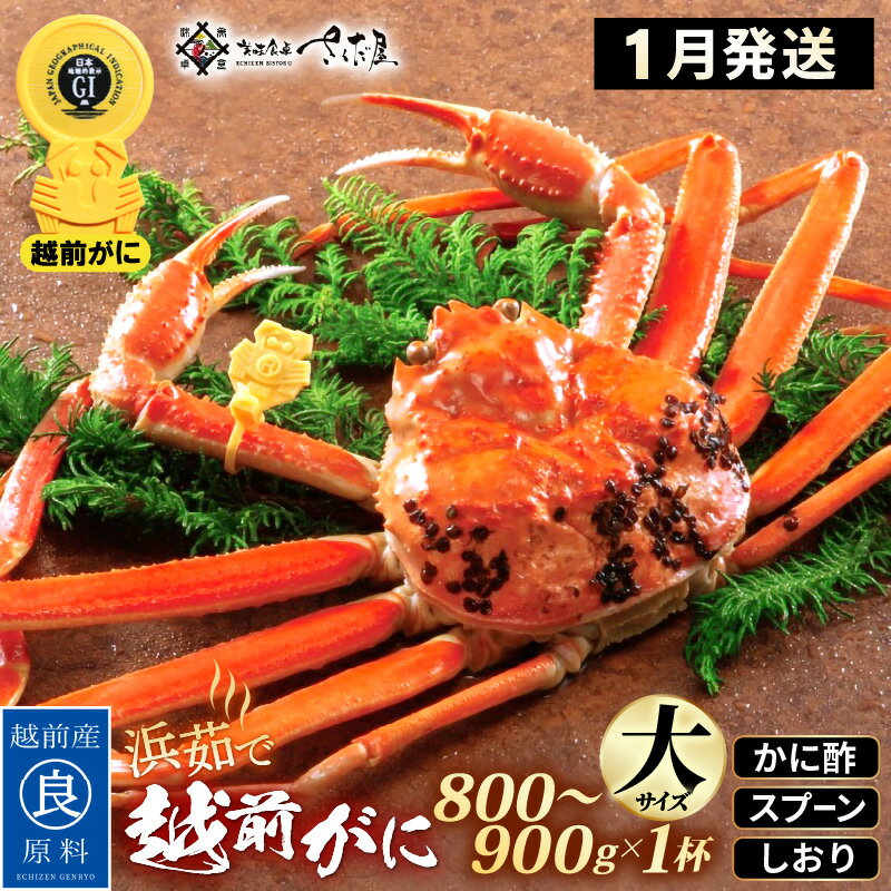 【ふるさと納税】浜茹で 越前がに 大サイズ（生で800〜900g） × 1杯 かに酢 食べ方しおり スプーン付き【1月発送分】【かに カニ 蟹 ズワイガニ ずわいがに 姿 ボイル 福井県 冷蔵】希望日指定可 備考欄に希望日をご記入ください [e04-x030_01]