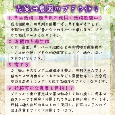 【2026年先行受付】岡山　花笑み農園の『BKシードレス』家庭用　約2kg(3～6房)　B-2家【配送不可地域：離島】