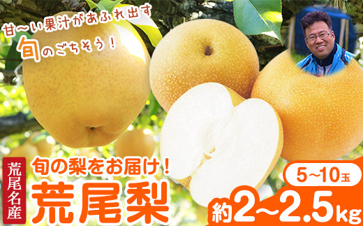 【先行予約】梨 目野果実直売所 荒尾梨 約2-2.5kg (5-10玉前後) 熊本県 荒尾市 産 和梨 なし フルーツ 果物 新鮮 《7月下旬-10月上旬頃出荷》 【日付指定不可】