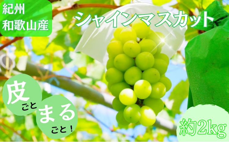 紀州和歌山産 シャインマスカット 約2kg ※2026年8月下旬頃〜2026年9月上旬頃に順次発送 ※日付指定不可 ぶどう ブドウ 葡萄 マスカット 果物 くだもの フルーツ 人気 旬の果物【uot798】