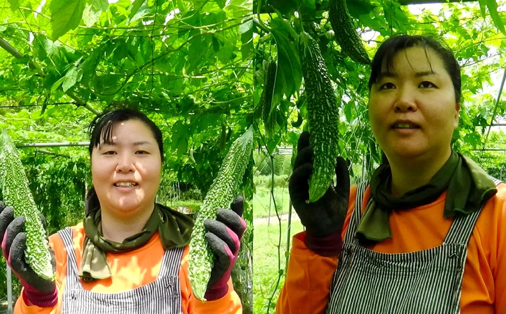 【鹿児島県産】【訳あり】 ゴーヤ 5kg ゴーヤー 朝どれ 夏野菜 【2025年7月上旬から9月下旬発送予定】 ZS-788