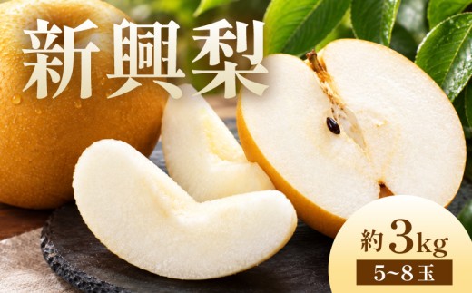 【先行予約】2026年度産 京都府産 新興梨 約3kg（5玉～8玉入り）