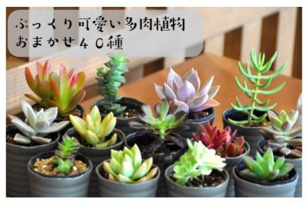 おまかせ多肉植物詰め合わせ（40種）(B161-1)