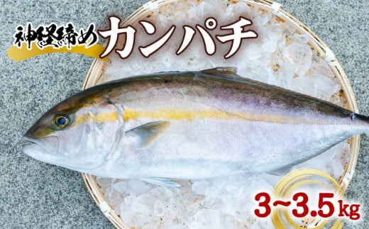 
カンパチ 神経締め 3～3.5kg 1尾 かんぱち 勘八 鮮魚 産地直送 冷蔵 養殖 国産
