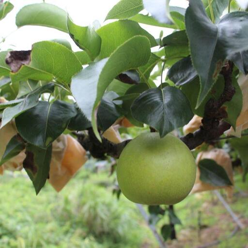 【先行予約】二十世紀梨　秀5kg　L～5L　10～18玉前後◇　※2026年8月下旬～9月下旬頃に順次発送予定