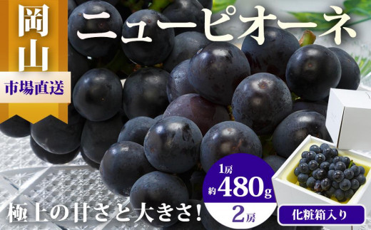 ぶどう 2026年  ニュー ピオーネ 2房（1房480g以上）約1kg 化粧箱入り ブドウ 葡萄  岡山県産 国産 フルーツ 果物 ギフト