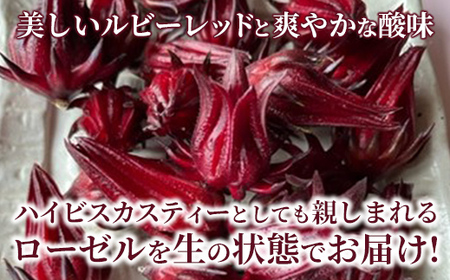 【先行受付】生ローゼル約１キロ - 2025年11月以降順次発送 ハイビスカスローゼル フレッシュ ハーブ ビタミン ミネラル クエン酸 アントシアニン ポリフェノール 国産 沖縄県産 沖縄県 八重瀬