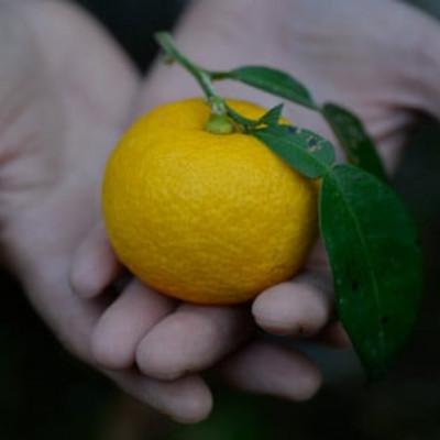 ふるさと納税 佐那河内村 《500ml&200ml2種/計2本》「山神果樹薬草園」柑橘コーディアル　2本セット(濃縮シロップ) |  | 01
