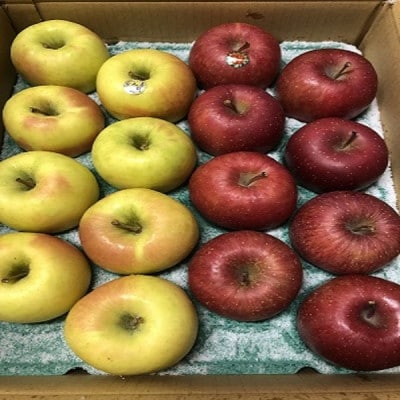 サンふじ＆ぐんま名月【家庭用】約5キロ　農家直送　青森りんご