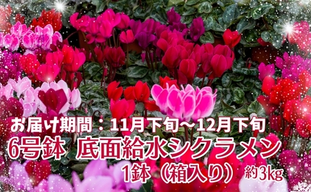 シクラメン 香川県産 6号鉢 底面給水 箱入り 約3kg 鉢植え 鉢花 生花 花 フラワー 植物 園芸 観音寺産 色種類おまかせ 水管理 佐伯宏花園 香川県 観音寺市
