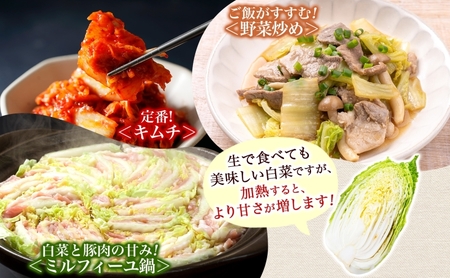 新しのつ産 白菜 2玉 約6kg はくさい ハクサイ 旬 国産 新鮮 北海道産 甘い シャキシャキ 漬物 冬料理 鍋 キムチ サラダ 産地直送 お取り寄せ 北海道 新篠津村 