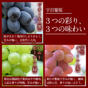 ＜先行予約受付中！2025年9月以降順次発送予定＞宇目葡萄 3種詰め合わせ(合計2kg・3-5房) 特産品 国産 ピオーネ 安芸クイーン ハニービーナス ぶどう 大分県 佐伯市【AY71】【(公財)さ