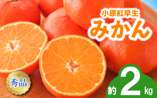 先行予約 みかん 蜜柑 約2kg 小原紅早生 小原紅早生みかん 柑橘 オレンジ 果物 フルーツ 果実 旬 家庭用 11月下旬～12月下旬 配送 選べる 容量 香川県 丸亀市