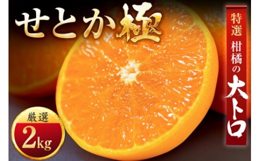 「夕やけブランド」柑橘の大トロ!＜せとか＞2kg＜C49-66＞_ みかん ミカン 柑橘 せとか フルーツ くだもの 果物 ふるーつ 青果 果実 人気 甘い ジューシー 産直 産地直送 旬 柑橘類 人気 愛媛 果汁 八幡浜市【1509769】