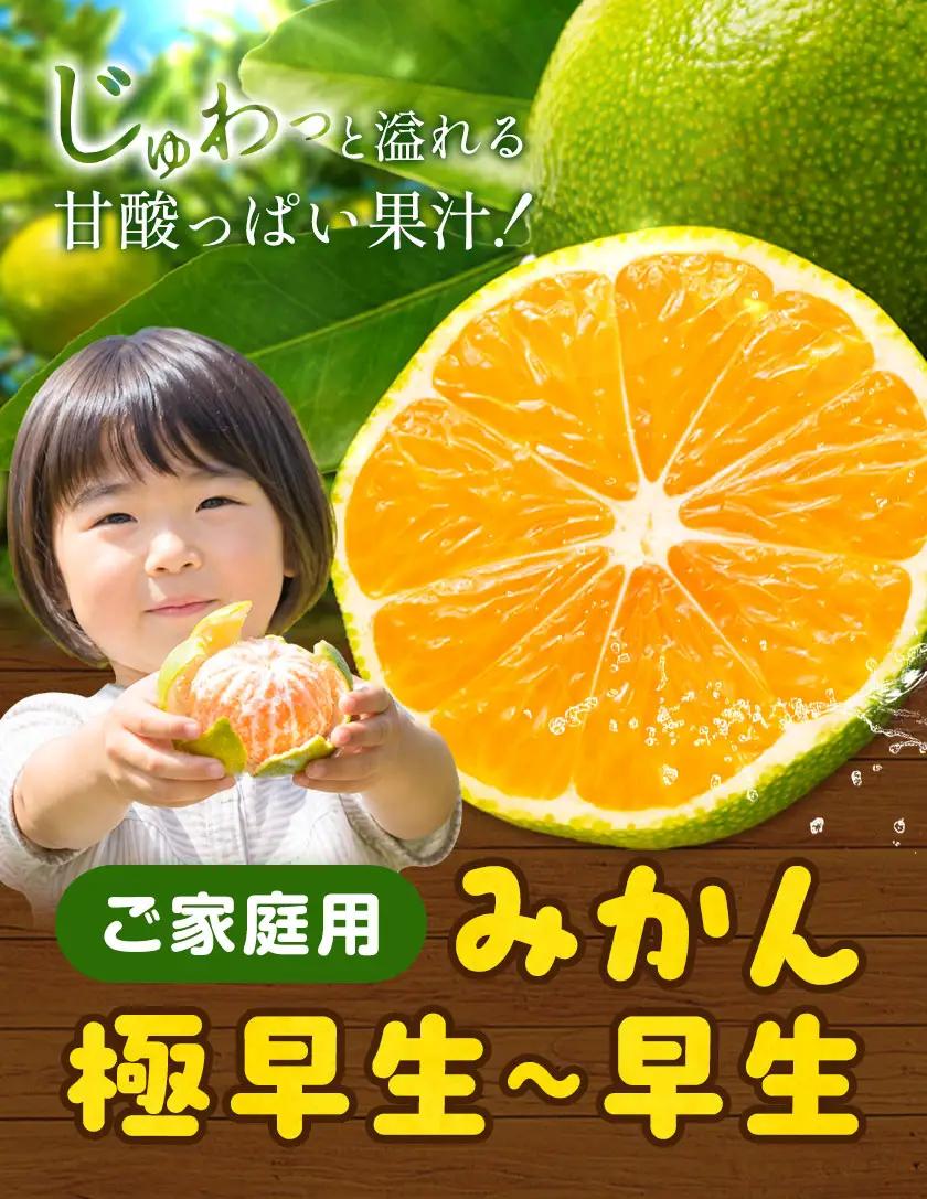 ご家庭用 早生みかん ご家庭用 みかん 約5kg
