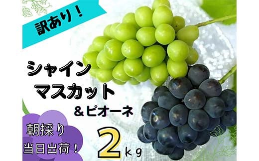 ＜2025年先行受付＞訳あり岡山県産ぶどう詰合せ2kg(シャインマスカット+ピオーネ)【1566981】