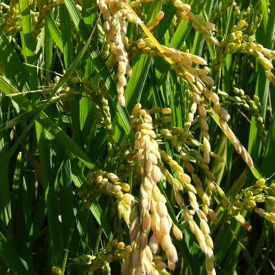 ふるさと納税 旭川市 【令和6年産】北海道旭川産ななつぼし1kg×5袋、ゆめぴりか1kg×5袋計10袋セット_01457 |  | 03