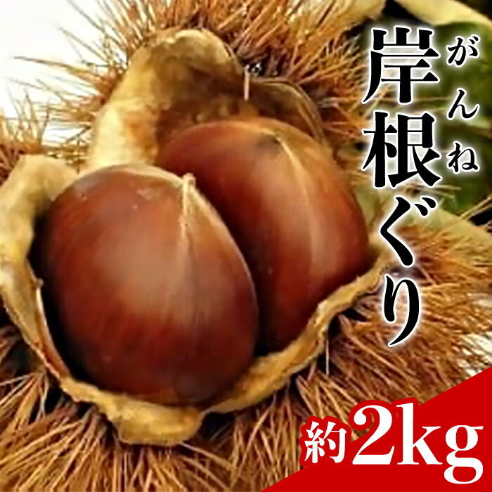 【ふるさと納税】岸根栗 がんねぐり 約2kg【山口県農業協同組合】