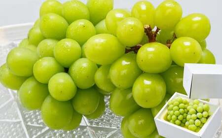 【3回定期便】岡山県産 シャインマスカット 晴王 計2房 （1房600g以上） 【2026年8月下旬発送開始】 ／ 3回 マスカット 葡萄 ぶどう 果物 果実 フルーツ 定期便 岡山県 美咲町 冷蔵