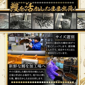 うなぎ 無投薬 鹿児島県産 ＜定番＞(計1.2kg以上・ 約120g×10尾) うなぎ 【西日本養鰻】C45