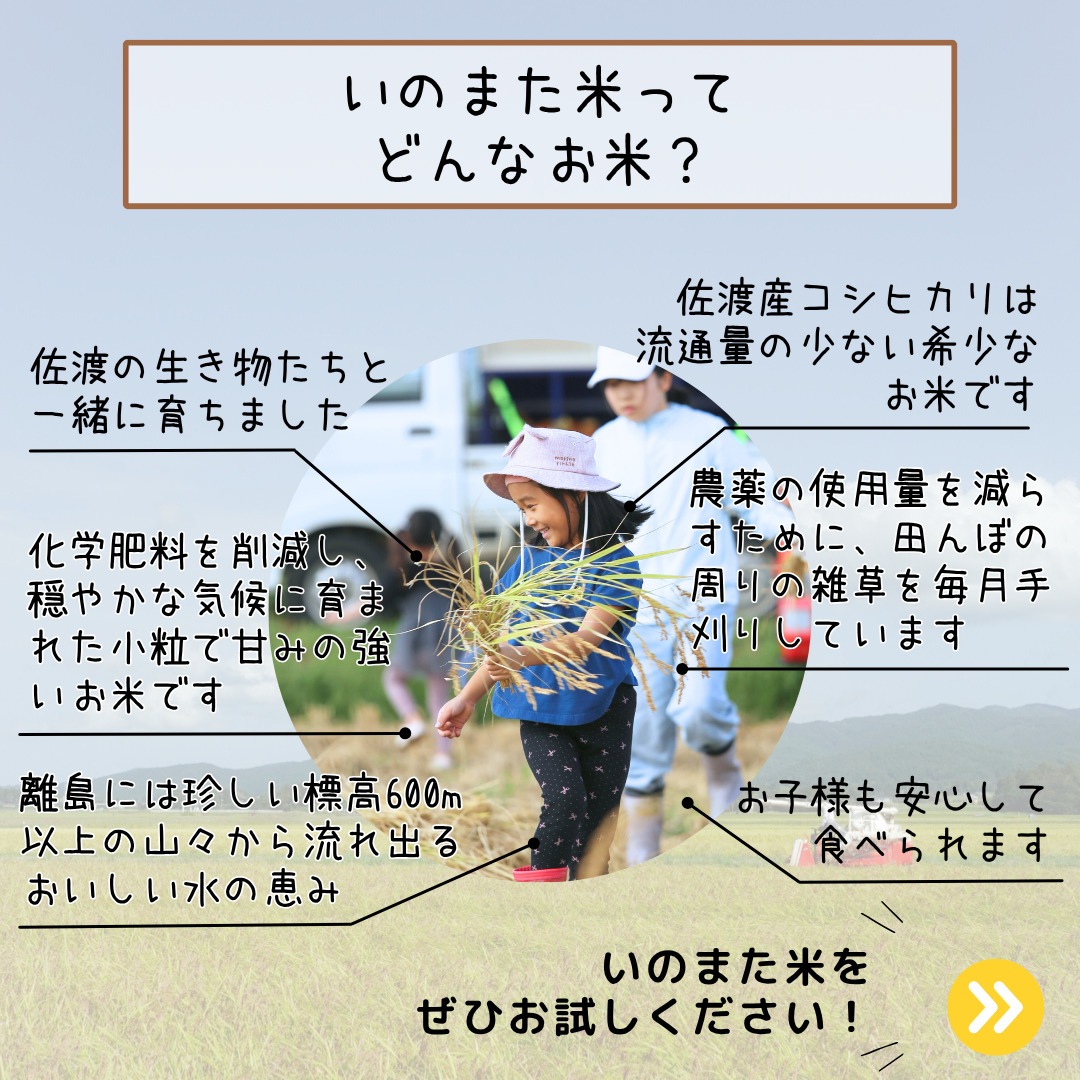 令和8年産コシヒカリ　精米（無洗米）５kg　農家直送　佐渡市いのまた米
