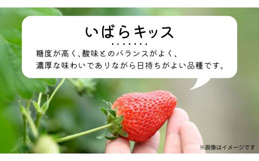 【 先行予約 】 【 定期コース 】 厳選 いちご 2パック 【 毎月 第1木曜に全3回発送 初回発送 2027年1月7日 】  （常陸太田市 共通返礼品 ) 約260g×2パック いばらキッス ひた