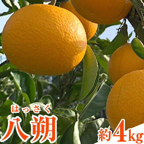 
先行予約 和歌山県産 八朔(はっさく) 約4kg 前商店《1月上旬-1月末頃出荷》産地直送 柑橘
