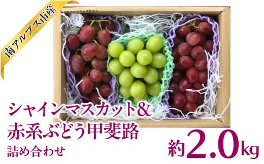 ＜2026年発送先行予約＞シャインマスカット＆赤系ぶどう甲斐路詰め合わせ　2.0kg相当［くだもの　果物　新鮮　シャイン　葡萄　ぶどう　かいじ 赤系ぶどう　美味しい　農家直送　産地直送　ギフト　山梨　南アルプス市］ ALPAJ060