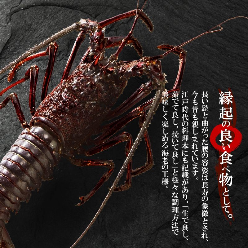 【漁師直送】活き〆冷凍 特大伊勢海老 1kg（1～2尾）　W005-003