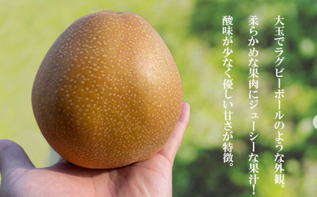 No.2735旬の特選梨 王秋 約3kg【2026年発送】