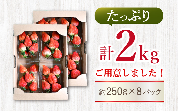 【数量限定】『訳あり』ゆめのか（苺）約2kg（250g×8パック）＜川原農園＞ [CDR005]