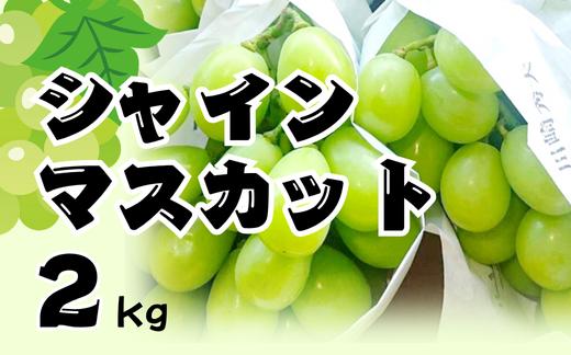 
            ＜2026年先行予約＞シャインマスカット2kg
          