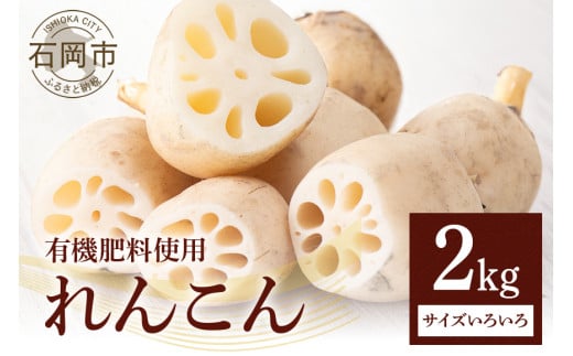れんこん 2kg (サイズいろいろ) 蓮根 レンコン 国産 野菜 旬 根菜 料理 産地直送 産直 送料無料 いばらきみどり認定取得 (A23-001)