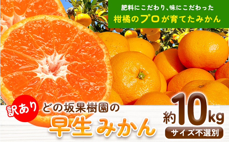 
訳あり 早生 みかん 10kg ( サイズ おまかせ) どの坂果樹園《12月上旬-1月末頃出荷》 早生みかん 訳ありみかん 和歌山県 日高川町 みかん ご家庭用 サイズ 不選別 規格外 おまかせ 不揃い 10kg 期間限定 旬 柑橘 産地直送 フルーツ 果物 10キロ 訳ありみかん わけありみかん
