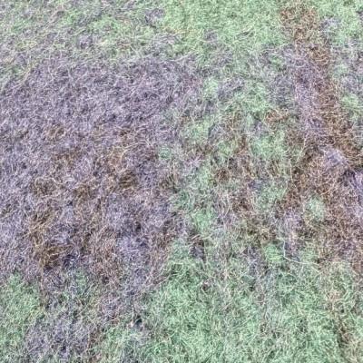 ふるさと納税 羽島市 ブラックウォッチ柄シャギー(生地)145cm×3m |  | 03