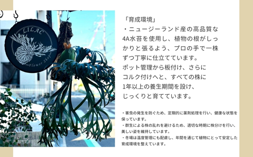 ビカクシダ(コウモリラン)バンナ#A P. Banna#A コルク仕立て 観葉植物 コウモリラン インテリアグリーン プランツハンガー_イメージ4