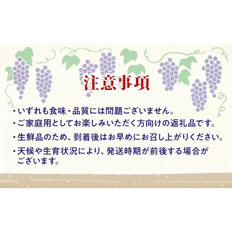 【★先行予約】【訳あり】長野県産巨峰 約350g×3房 見た目にワケあり 味はそのまま ぶどう ブドウ 果物 旬のフルーツ 長野県 上田 信州